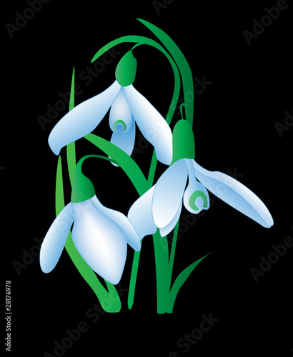 snowdrop