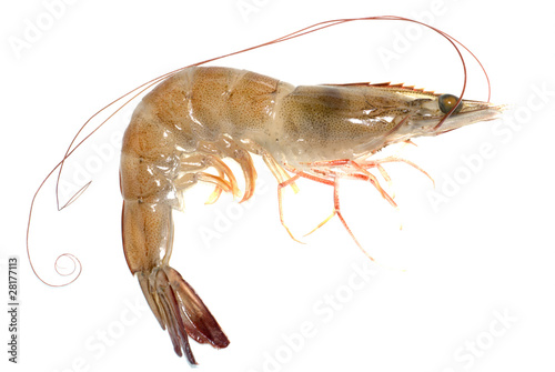 fresh shrimp