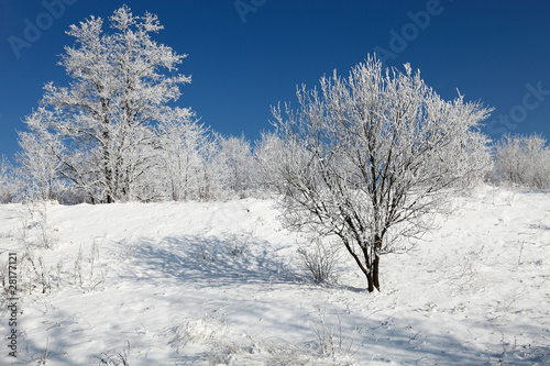 Beautiful Frozen trees