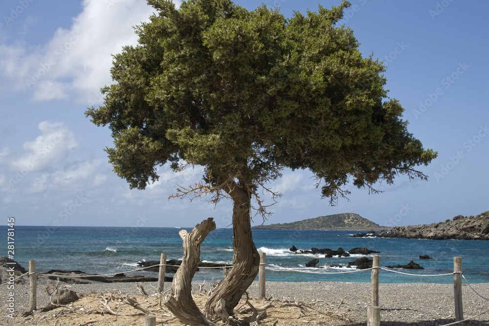 Elafonissi beach - Prickly juniper (Juniperus oxycedrus), Crete Elafonissi beach - Prickly juniper (Juniperus oxycedrus), Crete