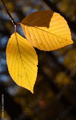 Pair of yellow autumn birch foliage on a branch