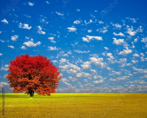 beautiful red autumn tree among a yellow field