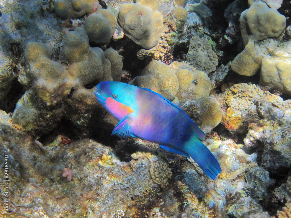 Obraz premium Parrot-fish on the coral reef in Red Sea, Egypt