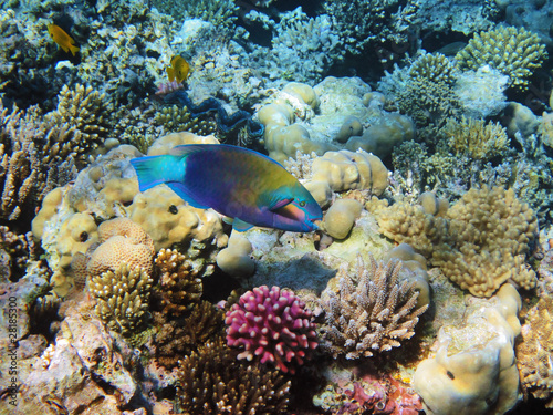 Parrot-fish on the coral reef in Red Sea  Egypt