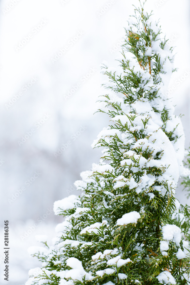 Winter pine-tree