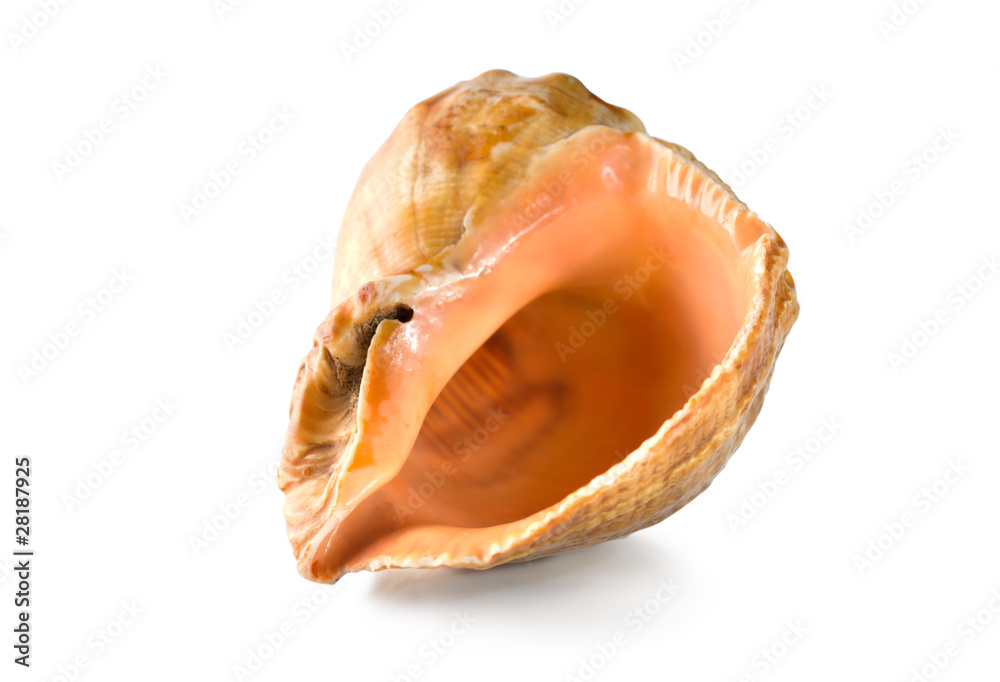 Shell isolated