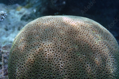 runde Koralle