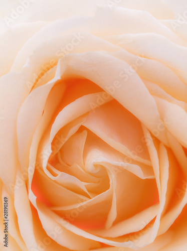 Creme colored rose - soft focus