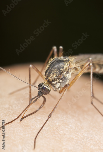 Mosquito sucking blood, extreme close-up