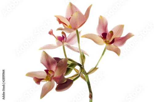 Fototapeta Naklejka Na Ścianę i Meble -  Wild orchid on white background