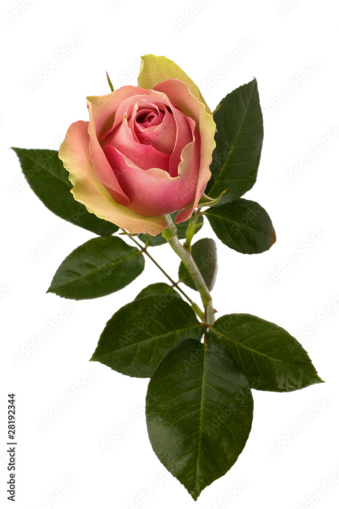 Beautiful rose isolated on white background Beautiful rose isolated on white background