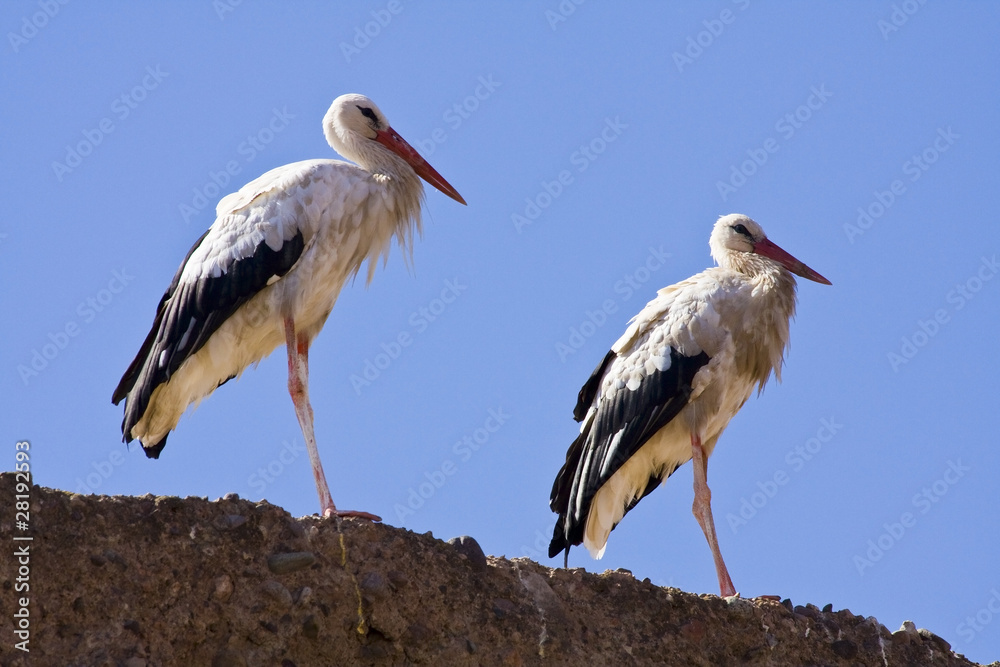 Fototapeta premium Two storks