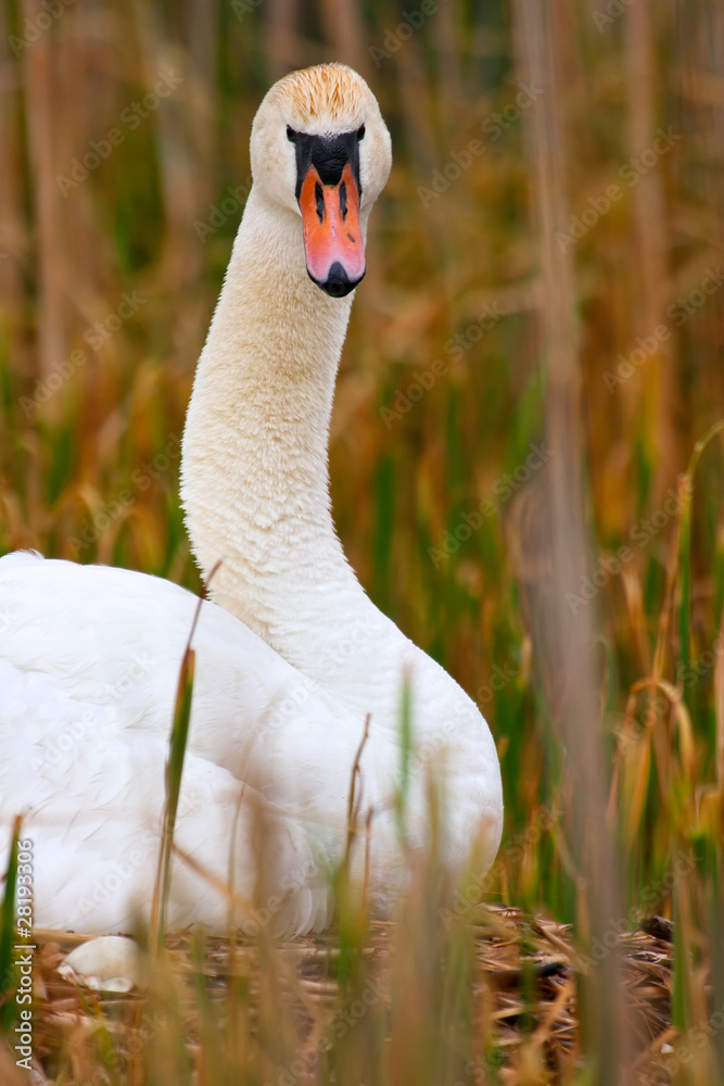 Wild Mother Swan Sits On Nest Protecting Her Eggs Looking At Cam
