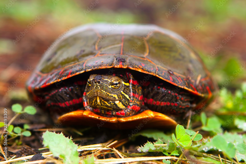 Curious Turtle Peeks Head From Shell