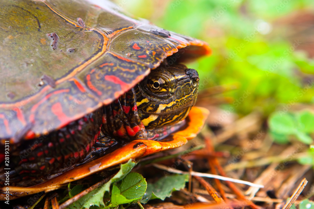 Wild Painted Turtle Hiding In Shell But Peaking Curiously At Cam