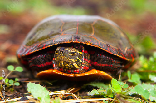 Obraz na płótnie Curious Turtle Peeks Head From Shell w salonie