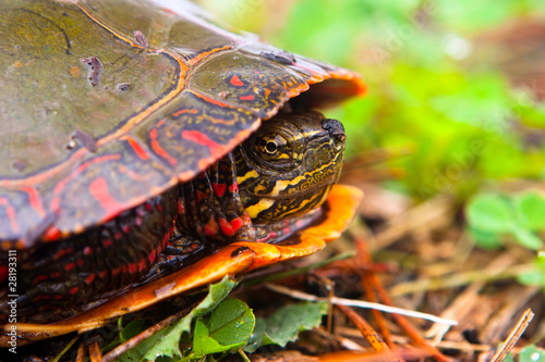 Obraz na płótnie Wild Painted Turtle Hiding In Shell But Peaking Curiously At Cam w salonie