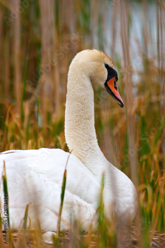 Portrait Wild Mother Swan Sitting On Nest Protecting Her Eggs