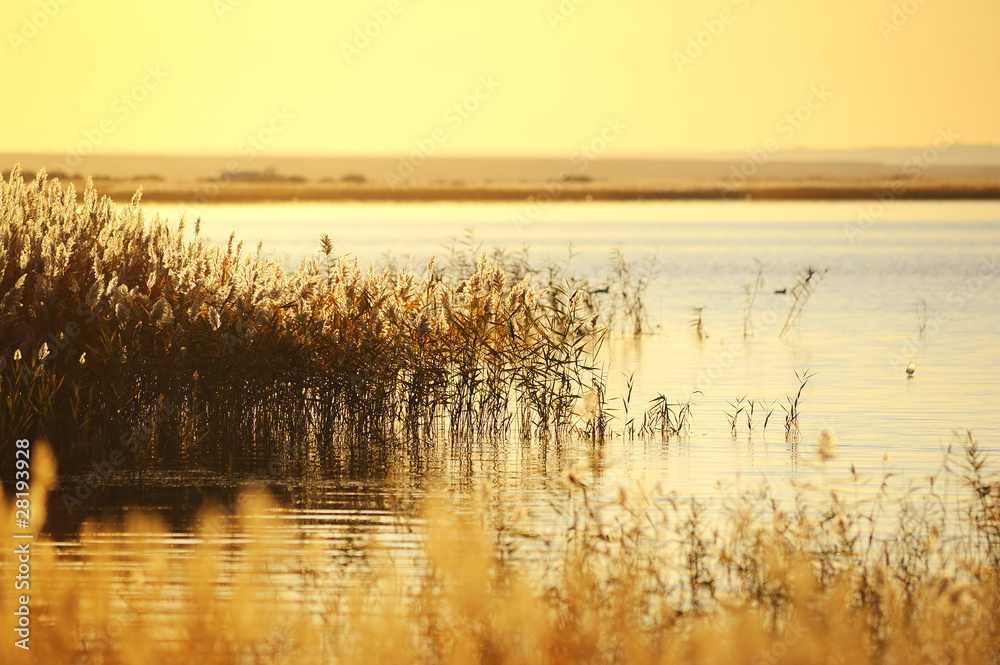 reed stalks in the swamp against sunlight. - obrazy, fototapety, plakaty 