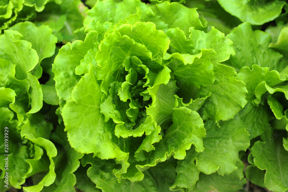 healthy lettuce growing in the soil . healthy lettuce growing in the soil .