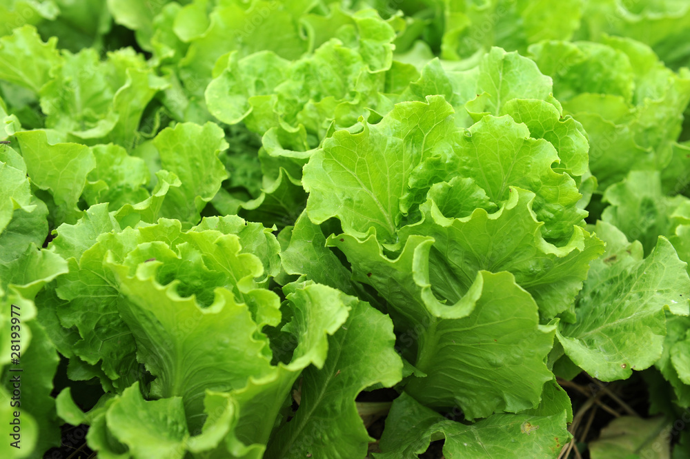 healthy lettuce growing in the soil . healthy lettuce growing in the soil .