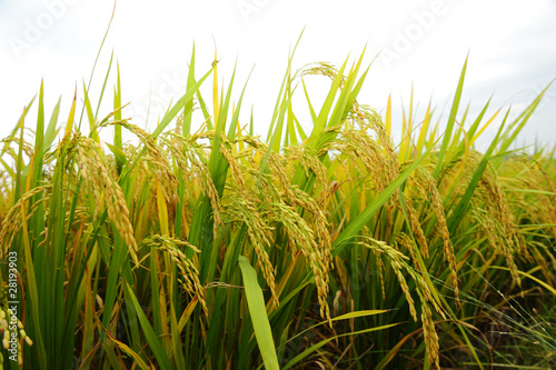shot of rice field and drops