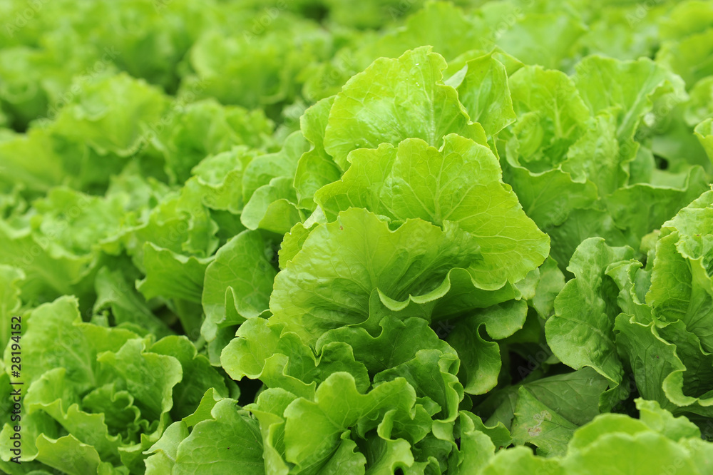 healthy lettuce growing in the soil . healthy lettuce growing in the soil .