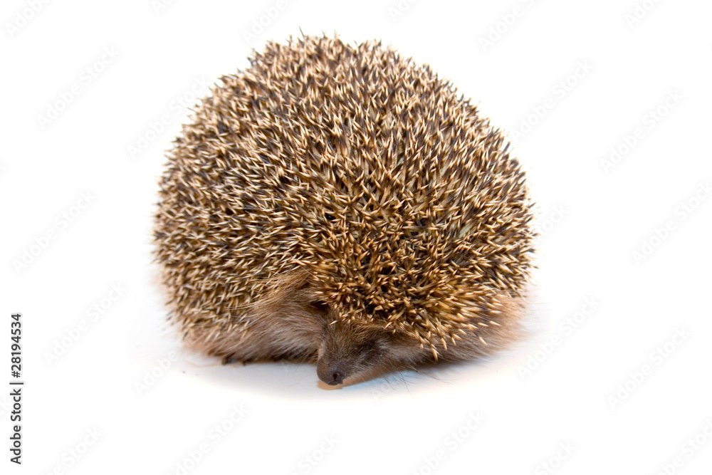 Obraz premium Hedgehog