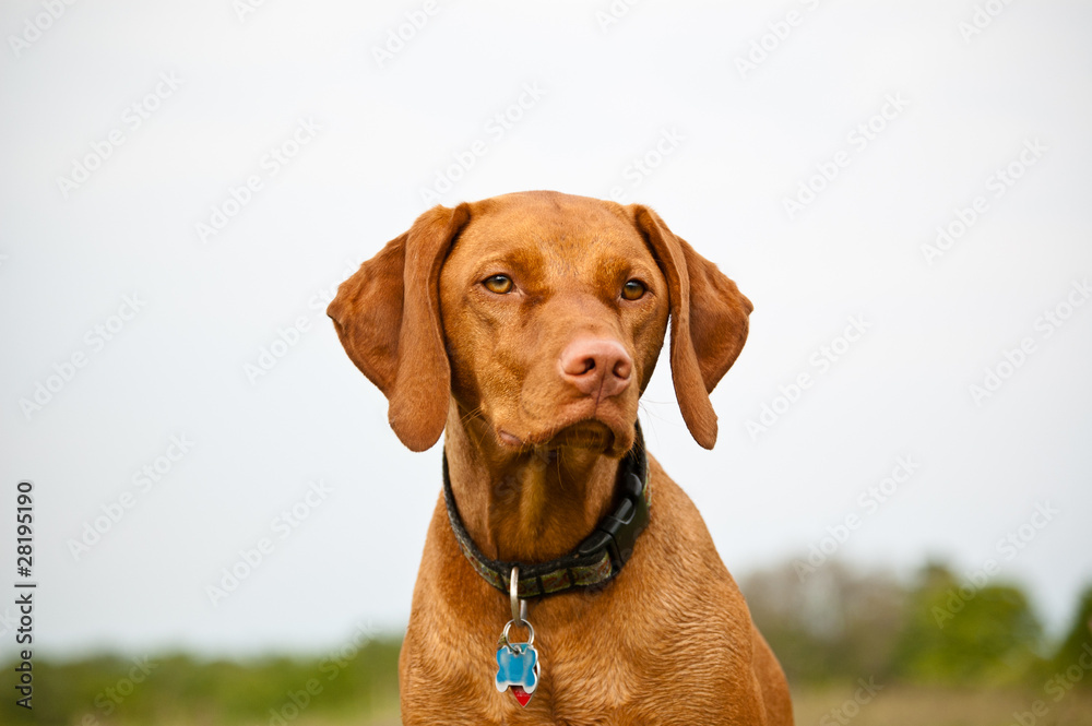 Vizsla Dog in a Field