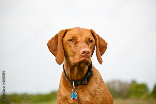 Vizsla Dog in a Field