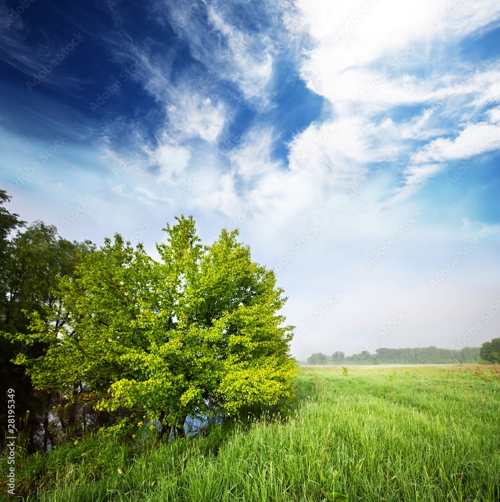 Fototapeta premium Tree in field