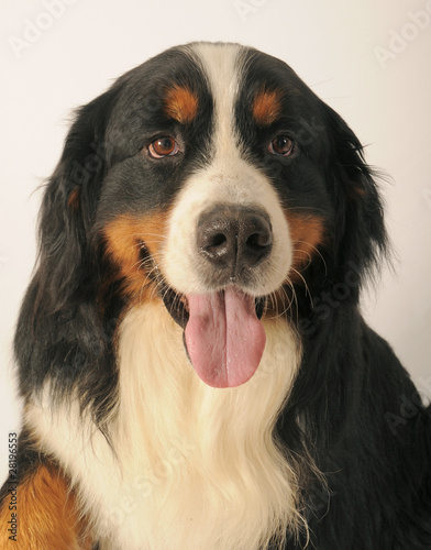 BOVARO BERNESE