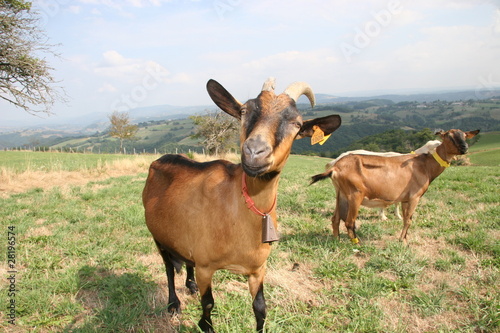 chèvre alpine à l'exterieur