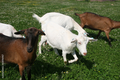 chèvres alpines et saanen en pâture