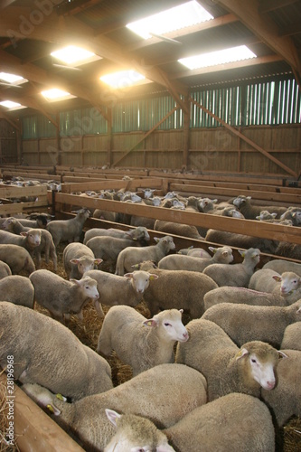 Moutons en bergerie