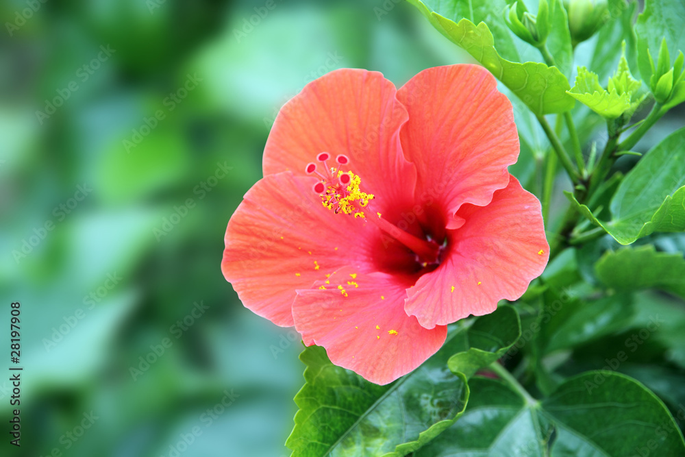 Hibiscus flower with copy space