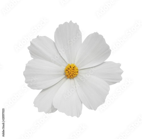 white cosmos flower isolated on white background