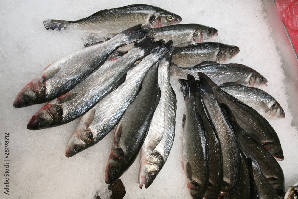Obraz premium see bass