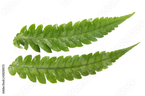 two fern leaves