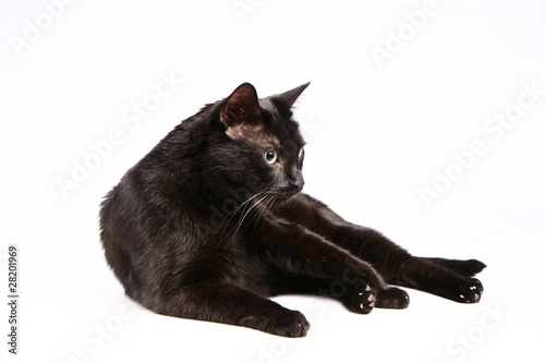 Black cat on white background