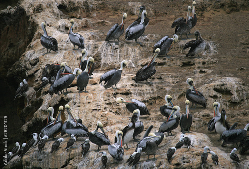 Albatrosses at the Ballestos Islands in Peru