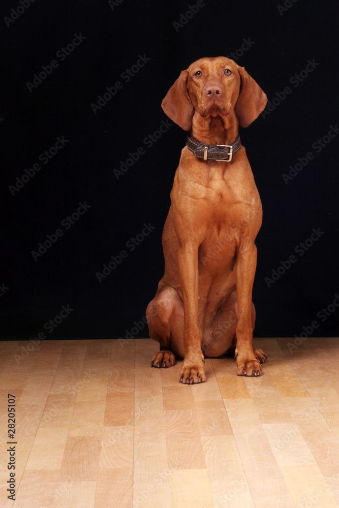 Hund - Magyar Vizsla Stock Photo | Adobe Stock
