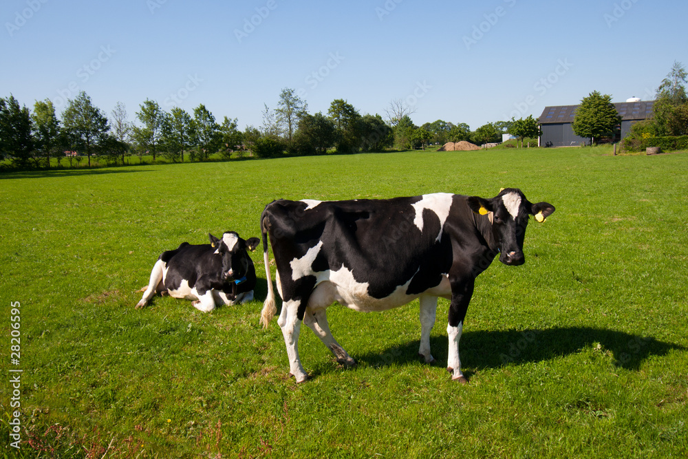 Cows