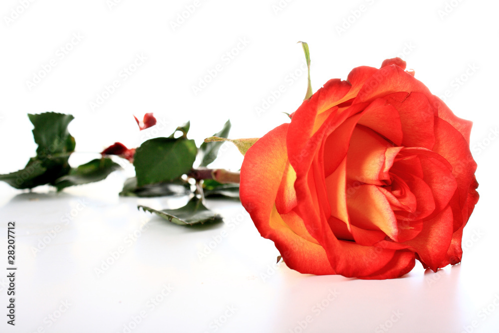 Fototapeta premium Rose