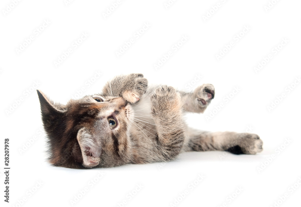 Tabby kitten laying down on white background