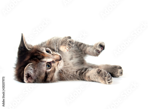 Tabby kitten laying down on white background