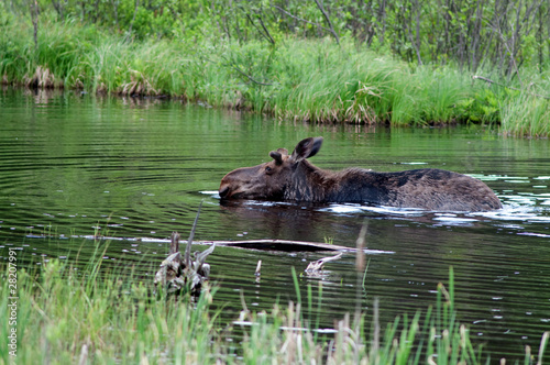 Moose in a pond © Tony Campbell