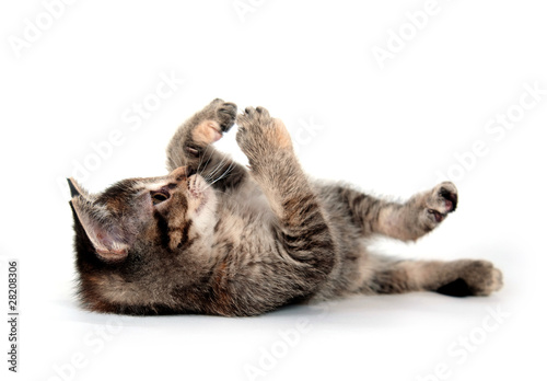 Tabby kitten laying down on white background