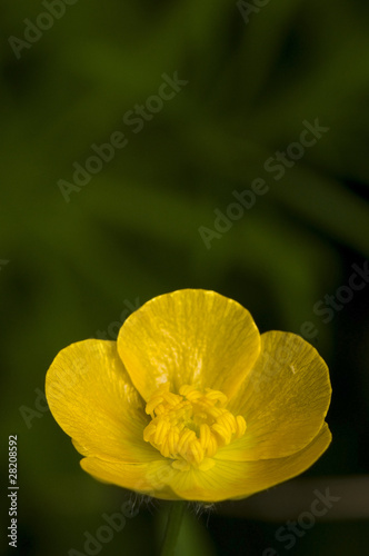 Jaskier Ranunculus photo