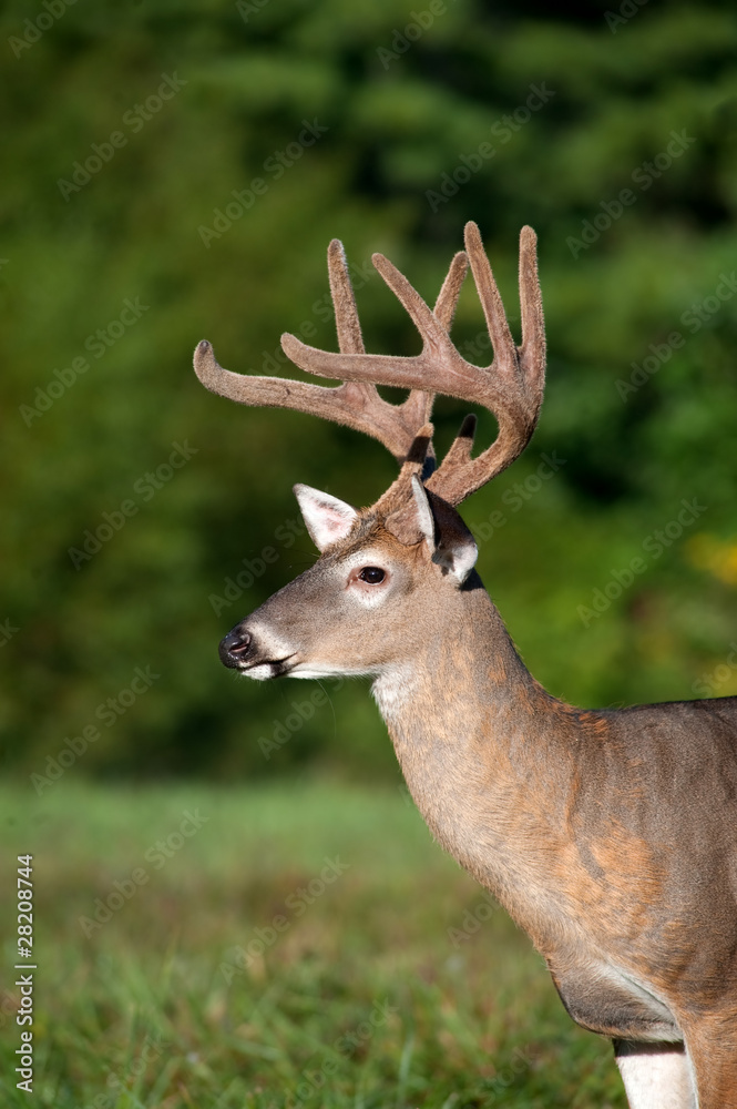 white-tailed deer buck with velvet antlers white-tailed deer buck with velvet antlers